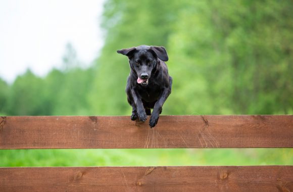 Est-ce que les labradors peuvent-ils sauter les clôtures ?